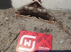 Огромная бабочка покорила сердце жительницы Новороссийска