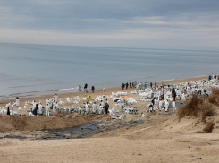 Дело в миллиардах: на расчистку мазута в Анапе выделили дополнительные деньги 