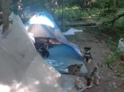 «Спасите малышей!»: в Цемесской роще кто-то поселился