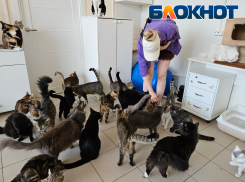 «Надежды почти нет!» - приют кошек в Новороссийске переполнен и нуждается в помощи 
