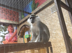 Без лицензии: прокуратура подала в суд на зоопарк Новороссийска