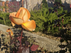 Гороскоп от «Блокнота»: раки будут в центре внимания, а у стрельцов эмоции через край 