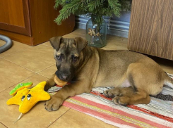 У новороссийцев пропал Чивас — мольба о помощи