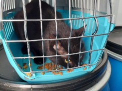 Бюрократия не даёт коту из Турции покинуть порт Новороссийска 