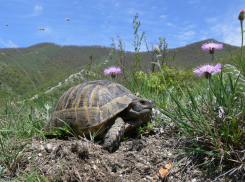 Уникальная краснокнижная черепаха обитает на территории будущего ООПТ в Мысхако