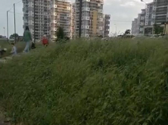 «Трава по колено»: жительница Новороссийска недовольна состоянием двора