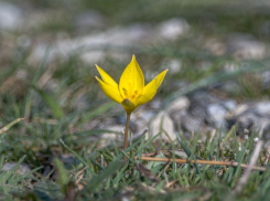 На Суджукской лагуне Черноморского побережья спустя 16 лет пробудился редкий цветок