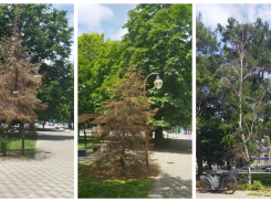 Засохшие деревья в центре Новороссийска — что будет с умирающими растениями