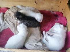 Ещё не открыли глаза, а уже не нужны: семейству котят из Новороссийска нужна помощь