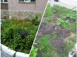 Новороссийские чиновники уничтожили клумбу, которую пенсионеры создавали не один год