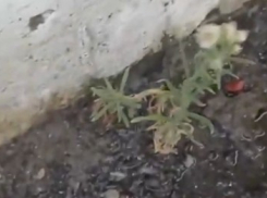 В Новороссийске забил «благодатный родник»: жители сообщают, что воды нет из-за «вселенского чуда»