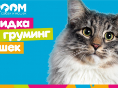 Груминг-салон GROOM: забота о вашем питомце на профессиональном уровне