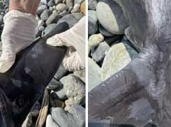 В Новороссийске у дельфинов обнаружили кожные заболевания