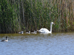 У лебедей из Суджукской лагуны пополнение: первые фото 