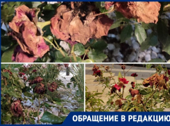 «Жалкое зрелище»: в сквере Куникова в Новороссийске засохли розы 