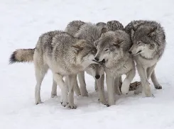 Стая волков поселилась в лесах Абрау-Дюрсо