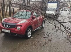 Ещё два дерева рухнули в Новороссийске, одно – на автомобиль