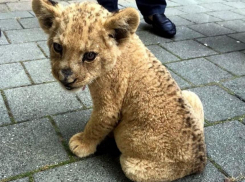 - На обезьянок фотографы одевали шесть памперсов и теплые штанишки в 40-градусную жару