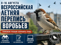В России проведут перепись воробьев
