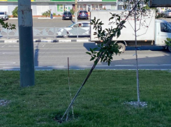 Кто будет саженцы спасать? Новороссийцы переживают за растения