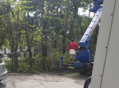 Прямо сейчас в Приморском районе Новороссийска вырубают акации и другие деревья 