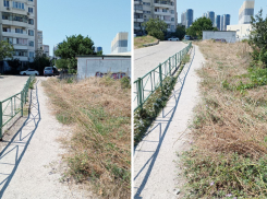 «Что это за работа?» - жительница Новороссийска возмущена количеством амброзии