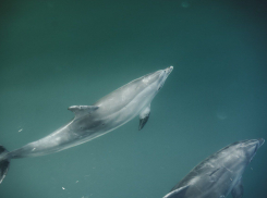 Черноморские дельфинарии могут запретить? В Госдуме призвали защитить морских животных  