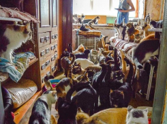 130 кошек в маленькой квартире: страдают соседи и питомцы, а государство принимает меры