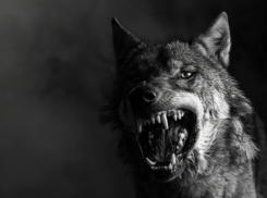 Бродячие псы держат в страхе Южный район Новороссийска