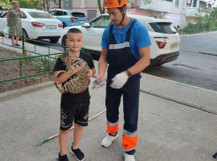 Новороссийские спасатели спасли кота и обрадовали его маленького хозяина 