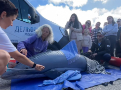 «Всегда очень не хватает чутких рук»: новороссийцев научат спасать дельфинов 