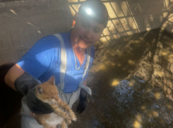 Котенок несколько дней провел в канализации в Новороссийске