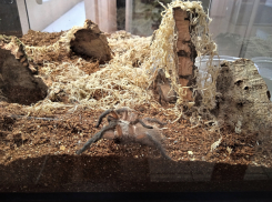 В Новороссийске лечат арахнофобию: открыта выставка пауков-птицеедов