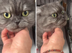 «Вырвали когти вместе с фалангами», - кошка из Новороссийска стала жертвой жестоких хозяев 