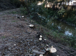 В Цемесской роще вырубили 126 деревьев: что это было? 