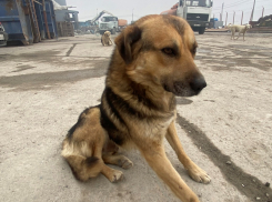 В Новороссийске предотвратили появление 2000 бродячих собак: замглавы рассуждал о любви