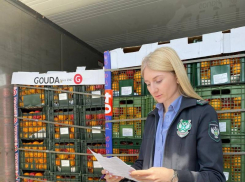 Картошка под угрозой? В Новороссийске задержали партию импортных фруктов фруктов и овощей