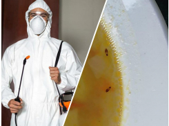 После публикаций «Блокнота» в школе в Абрау провели дезинсекцию