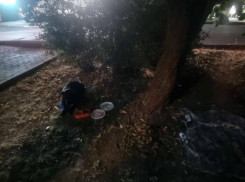 Новороссийцы нашли и вылечили сбитого машиной пса, но не смогли отыскать ему дом