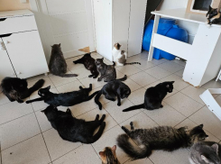 90 кошек из Новороссийска окажутся на улице: не стало хозяйки приюта «Мыс Добра» 