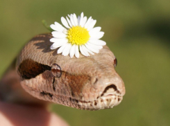 Фантастические твари, в Новороссийске которые обитают