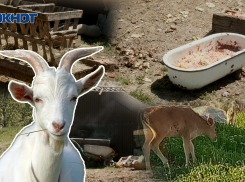 Козы ходят толпами: ферма по соседству изводит новороссийцев 
