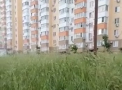 Дети теряются в траве в Южном районе Новороссийска 