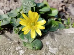 Весенние приметы работают и в Новороссийске