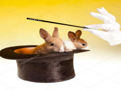 В Новороссийске мошенники вернули субсидию за воображаемых кроликов