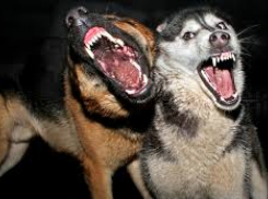 «Говорят, она из собак пельмени на продажу лепит», - жительница Новороссийска «кошмарит» соседей