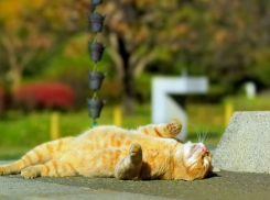 Суббота встретит Новороссийск хорошей погодой 