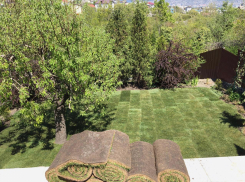 Рулонный и посевной газон от  компании «Правильный газон»