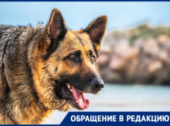 В пригороде Новороссийска пара «огромных» овчарок угрожают безопасности прохожих