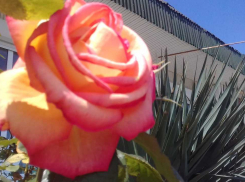 Жители и глава Новороссийска любят цветы на улицах города, но по-разному